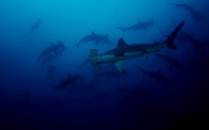 Cardume de tubarões em mergulho em Darwin, em Galápagos (foto de Hnning Abheiden)